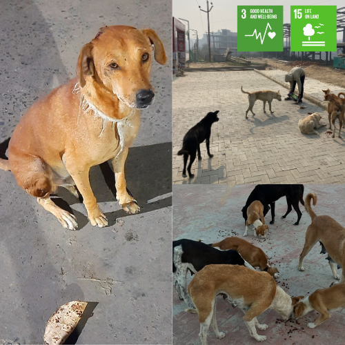 Promoting kindness, rescue, and care for animals while nurturing compassion among citizens.